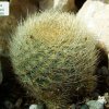 Rebutia_ hoffmannii _01